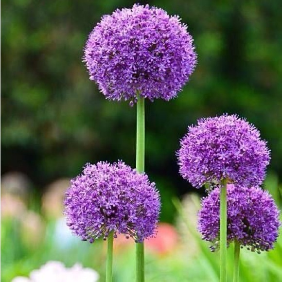 Meet your Posher, Rachele - Picture 1 of 2